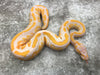 Mahogany Lavender Het Pied