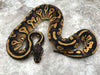 Blackhead Pastel Yellow Belly Het Desert Ghost