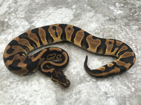 Leopard Het Desert Ghost 50% pos Het Clown
