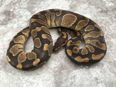 Enchi Asphalt Het Desert Ghost
