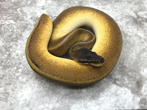 Blackhead Pastel Genetic Stripe pos Het Hypo
