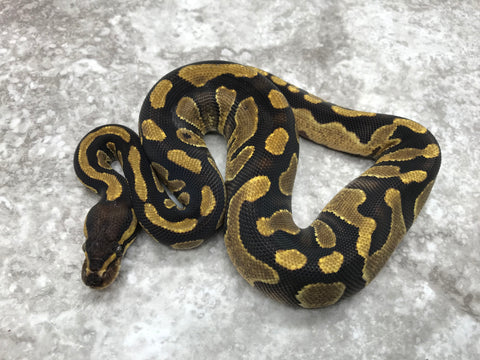 Chocolate Asphalt Het Desert Ghost