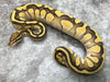 Lesser Vanilla OD Het TSK Axanthic