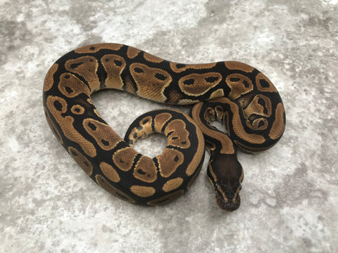 Het Desert Ghost 50% pos Het Clown