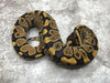 Asphalt Het Desert Ghost