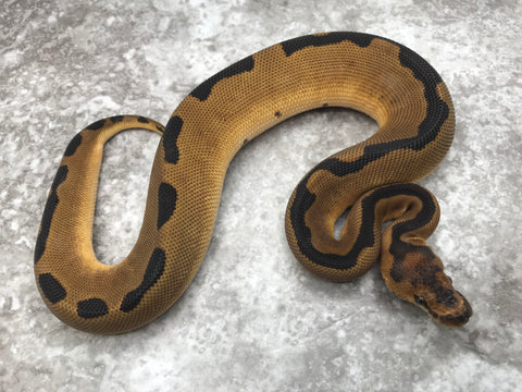 Super Blade Clown Het Lavender