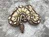 Lesser Vanilla OD TSK Axanthic
