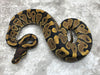 Asphalt Het Desert Ghost