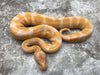 Blade Lavender Het Clown Het Pied