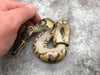 Enchi Asphalt Het Pied