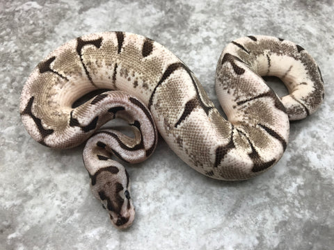 Enchi Vanilla Spider TSK Axanthic