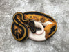 Pied Het Ultramel