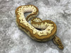 Spotnose Lesser Clown