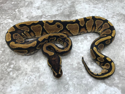Yellow Belly Het Axanthic (TSK) Het Desert Ghost