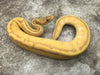 Pastel Coral Glow Genetic Stripe poss het Hypo