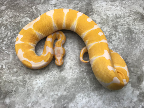 Lavender Blade Het Clown 50% pos Het Pied