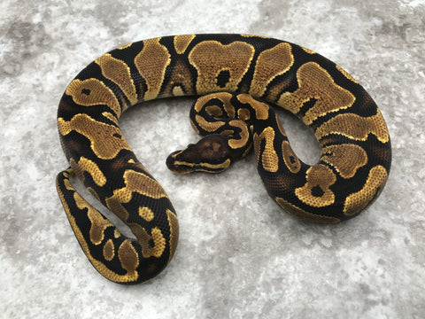 Yellow Belly Het Desert Ghost
