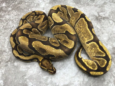 Enchi Vanilla Het TSK Axanthic