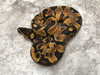 Enchi Het Black Axanthic