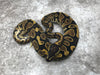 Asphalt Het Pied pos Het Lavender