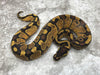 Enchi Asphalt Het Desert Ghost