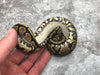 Asphalt Het Pied pos Het Lavender