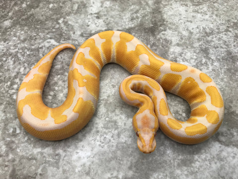 Blade Lavender Het Clown Het Pied