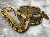 Enchi Vanilla Het TSK Axanthic