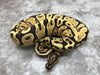 Orange Dream Yellow Belly Vanilla