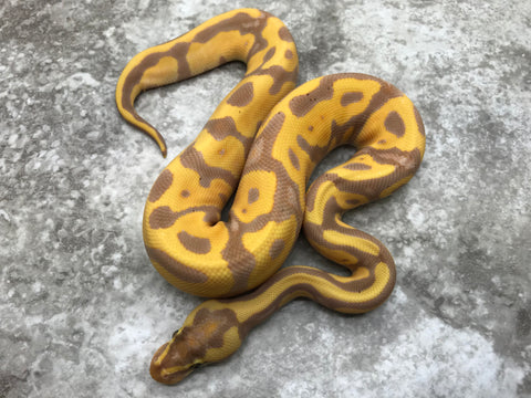 Leopard Enchi Banana