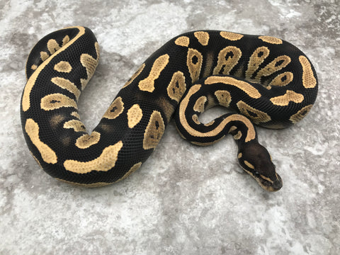 Blackhead Desert Ghost