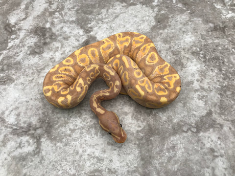Asphalt Banana Blitz