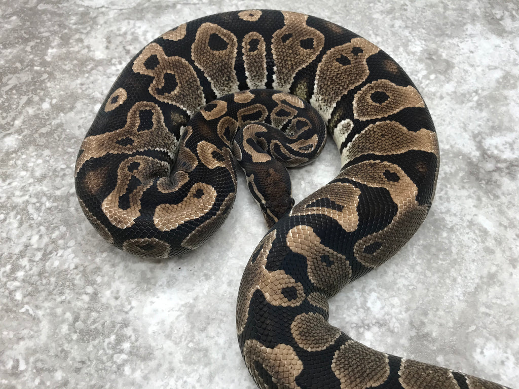 Black Axanthic Ball Python