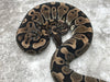 Black Axanthic