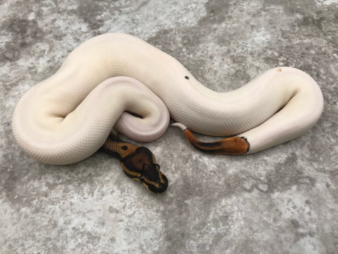 Leopard Pied Het Clown Ultramel