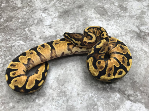 Orange Dream Vanilla Yellow Belly
