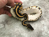 Blackhead Pastel Yellow Belly Het Desert Ghost