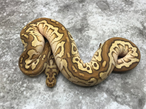 Spotnose Lesser Clown