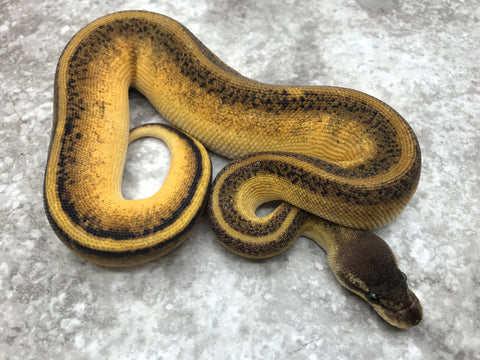 Blackhead Pastel Genetic Stripe