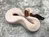Mahogany Pied