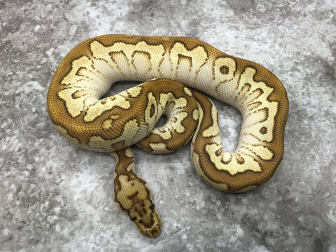 Spotnose Lesser Clown