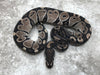 Black Axanthic