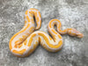 Mahogany Lavender Het Pied