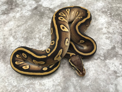 Mojave Pastel Yellow Belly Het Desert Ghost