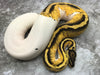 Orange Dream Yellow Belly Pastel Pied