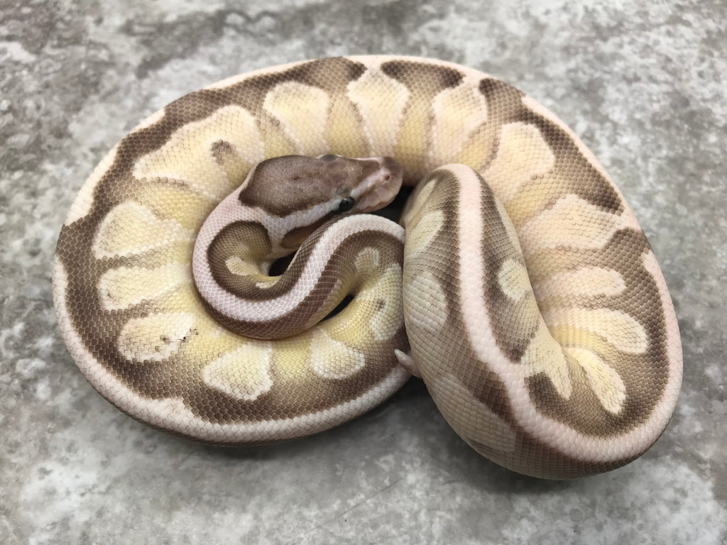 Lesser Crystal Ball Python Enchi Lesser Ball Python