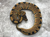 Blade Het Clown Het Lavender 50% pos Het Pied
