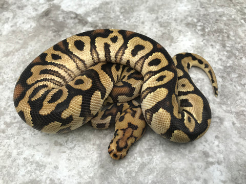 Spotnose Clown Het Hypo
