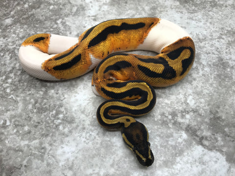 Orange Dream Pied