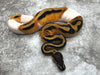 Orange Dream Pied